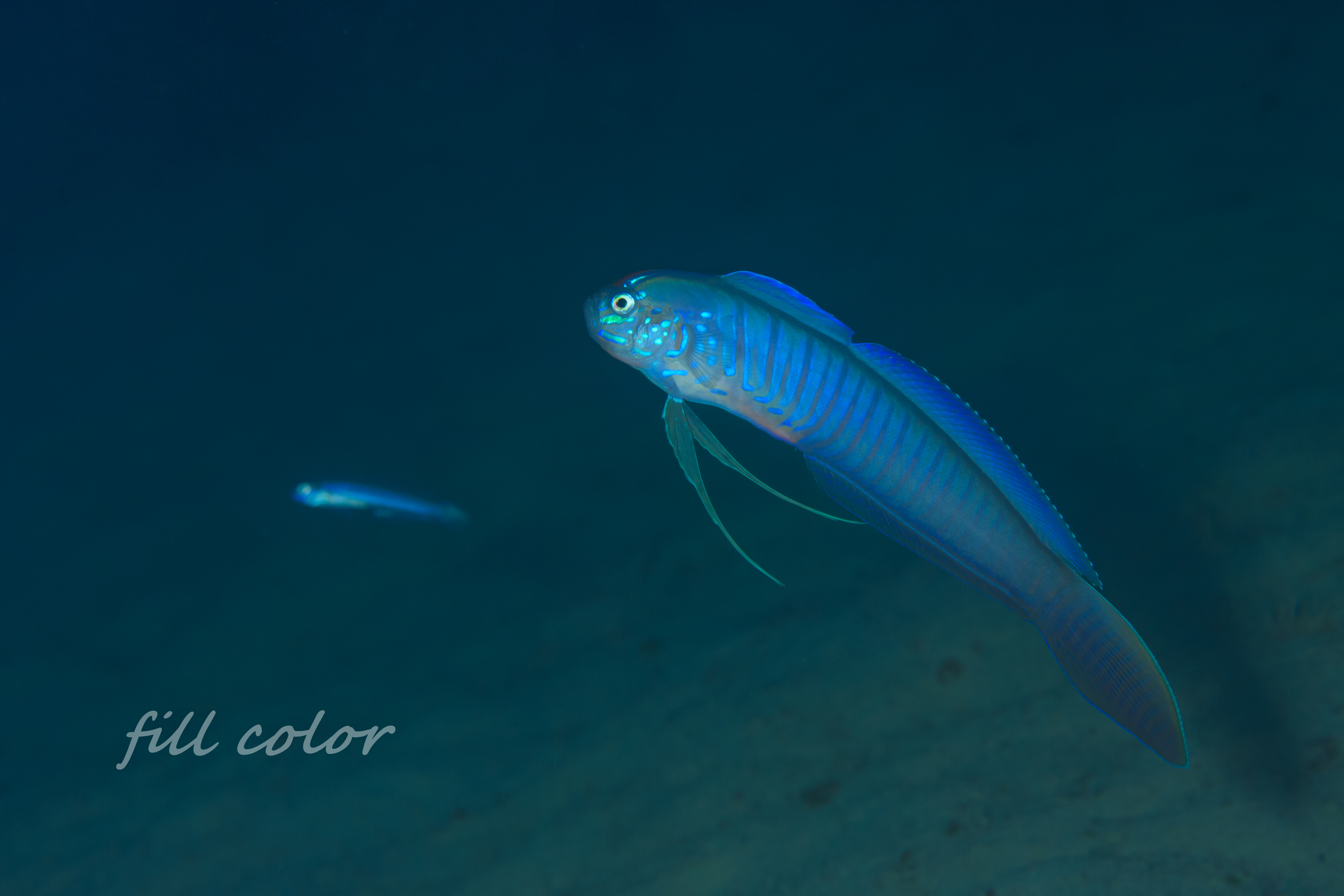 泥地でも遊びます ブルーバードリボンゴビー 沖縄 沖縄本島北部 Fillcolor 泥地でも遊びます ブルーバードリボンゴビー 沖縄 沖縄本島北部 Fillcolor