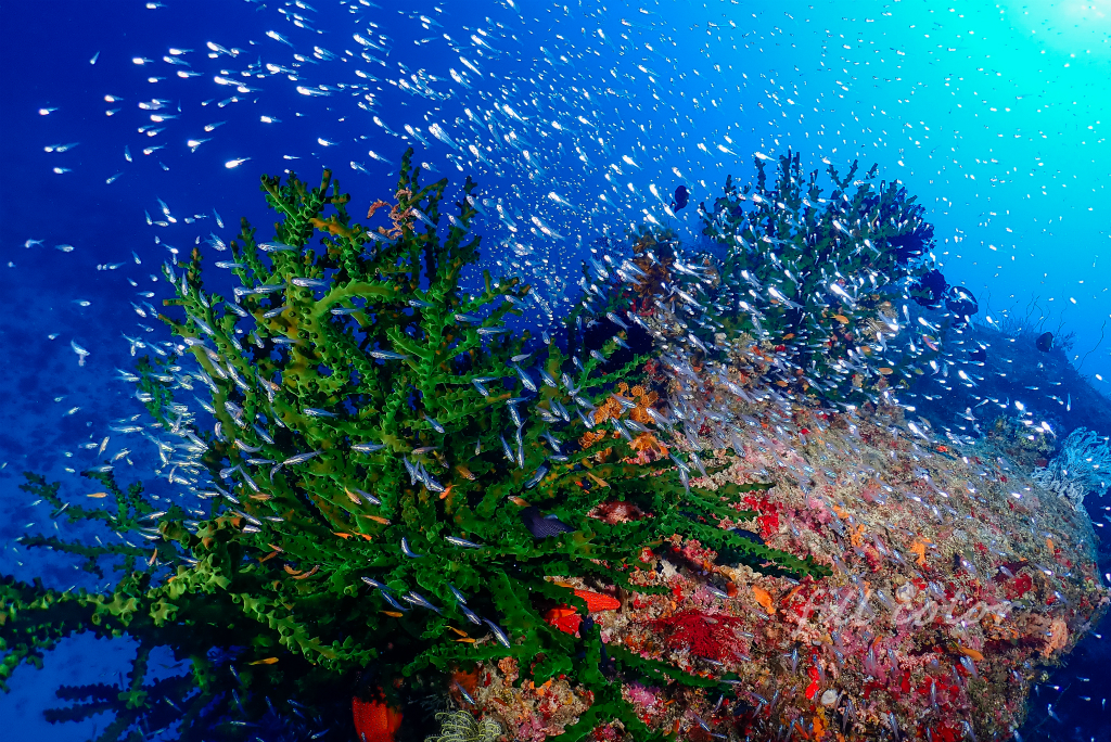 珊瑚  ナンヨウキサンゴ ナンヨウキサンゴ - 沖縄本島のダイビングで撮影した水中写真