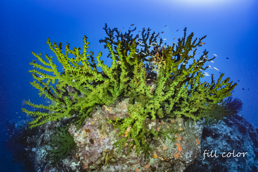 珊瑚  ナンヨウキサンゴ 54f5ca50986e46ac47ce317ecbd39a