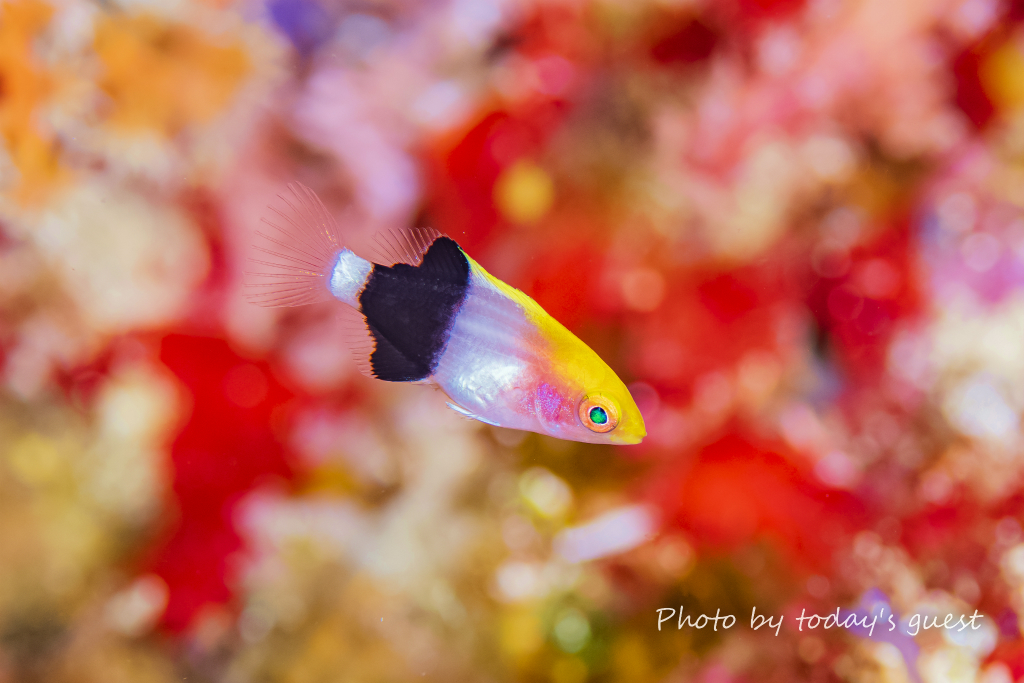 de155dbf8fe796ef8b19e9bdea75c6