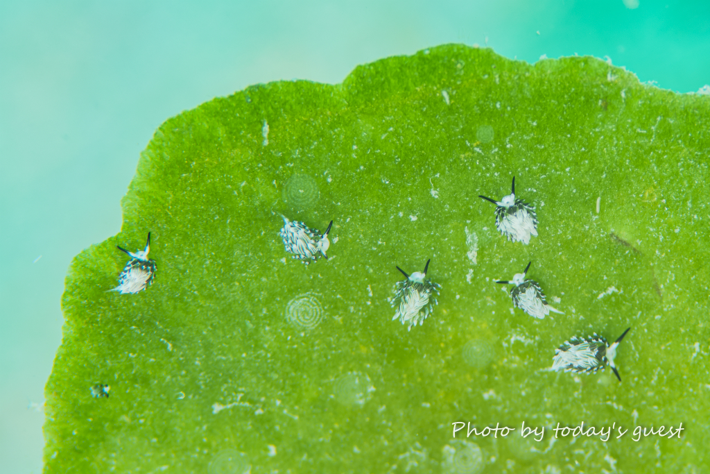 ウサギモウミウシ｜沖縄本島｜知念｜フォトダイビング｜ボート